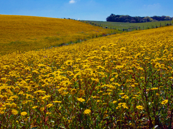 Excepcional Chácara em Jaguariúna com 3.500 m² com Espaço Zen