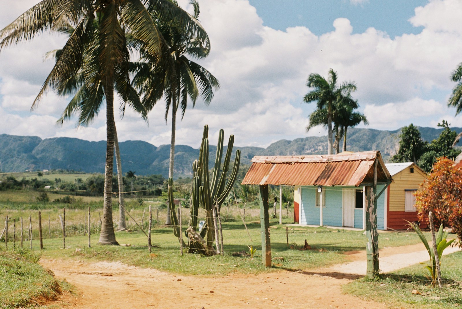 a dirt road with a small house and a cactus tree